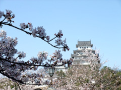 姫路城の春