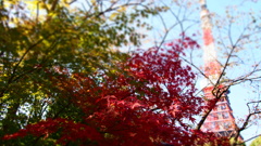 東京の紅
