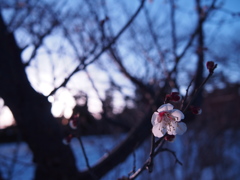 雪にも負けず