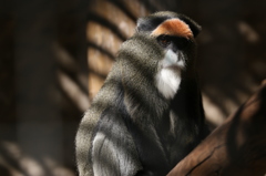 上野動物園にて