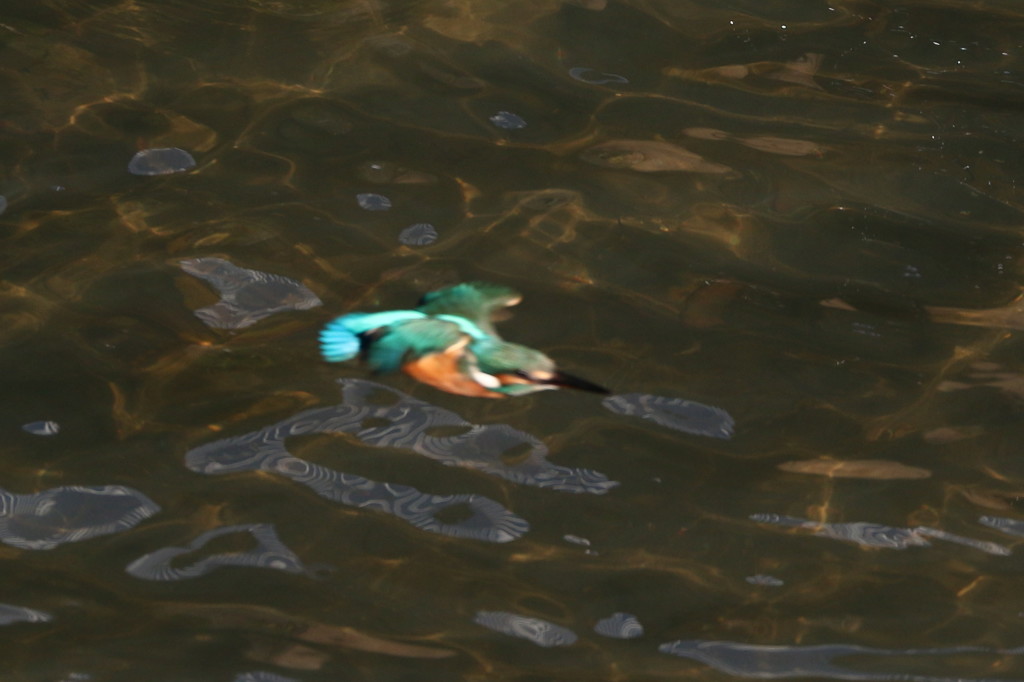 潜水中