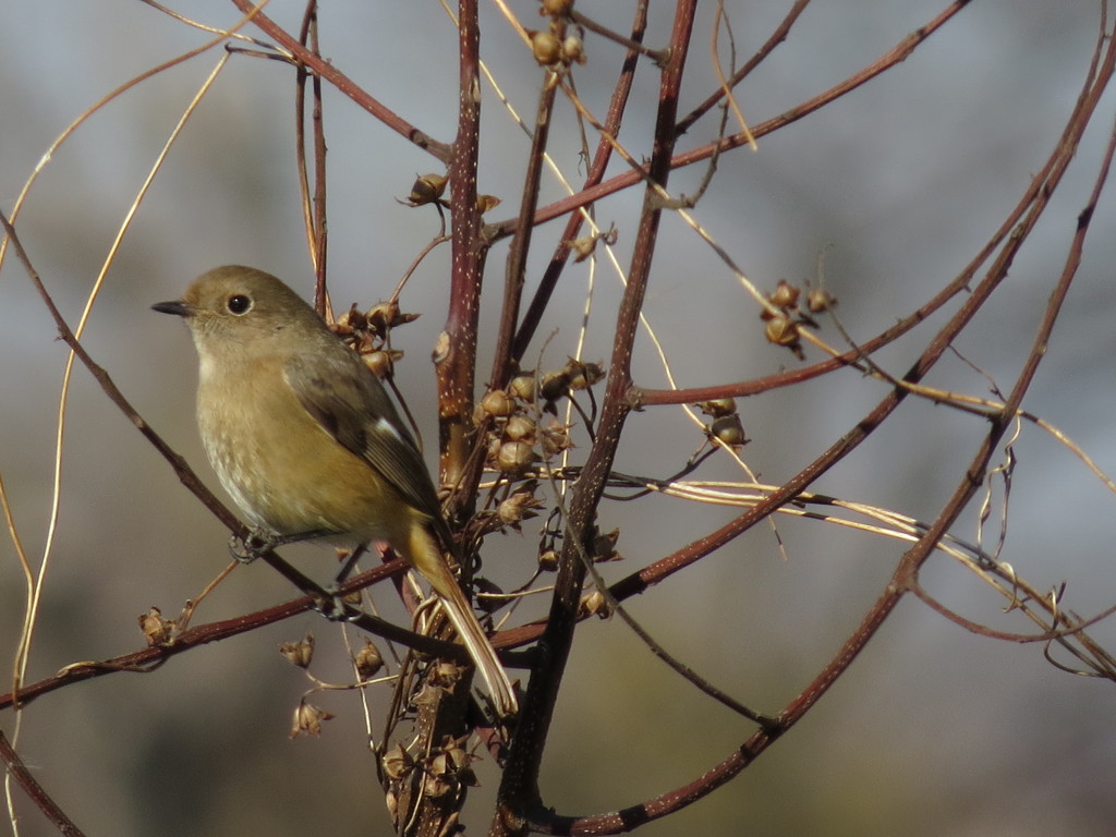 ジョウビタキ♀