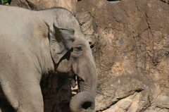 上野動物園にて