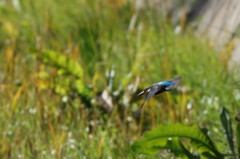 行っちゃった・・・