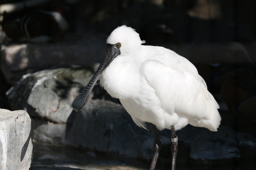 上野動物園にて