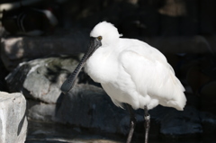 上野動物園にて