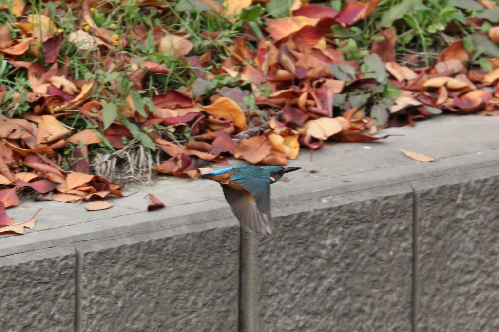 枯れ葉　コンクリート　飛翔