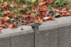 枯れ葉　コンクリート　飛翔