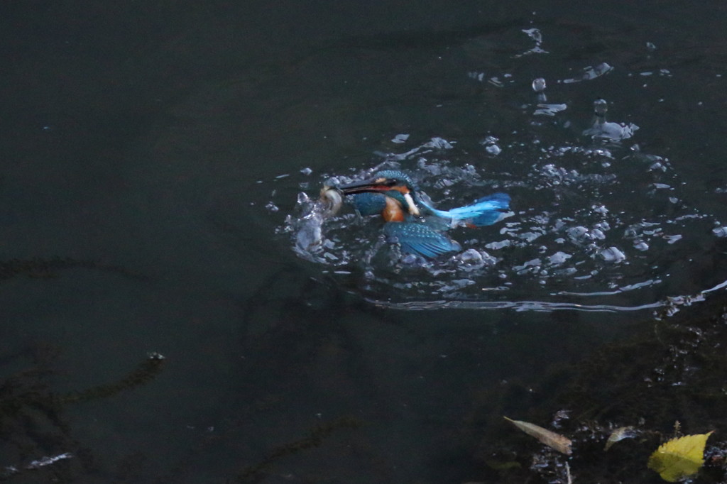 連写その１－１