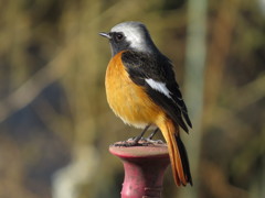 ジョウビタキ♂