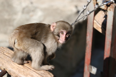 上野動物園にて