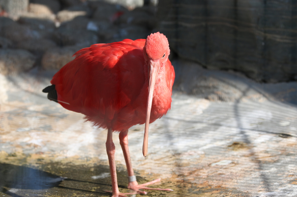 上野動物園にて