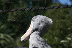 上野動物園にて