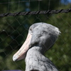 上野動物園にて