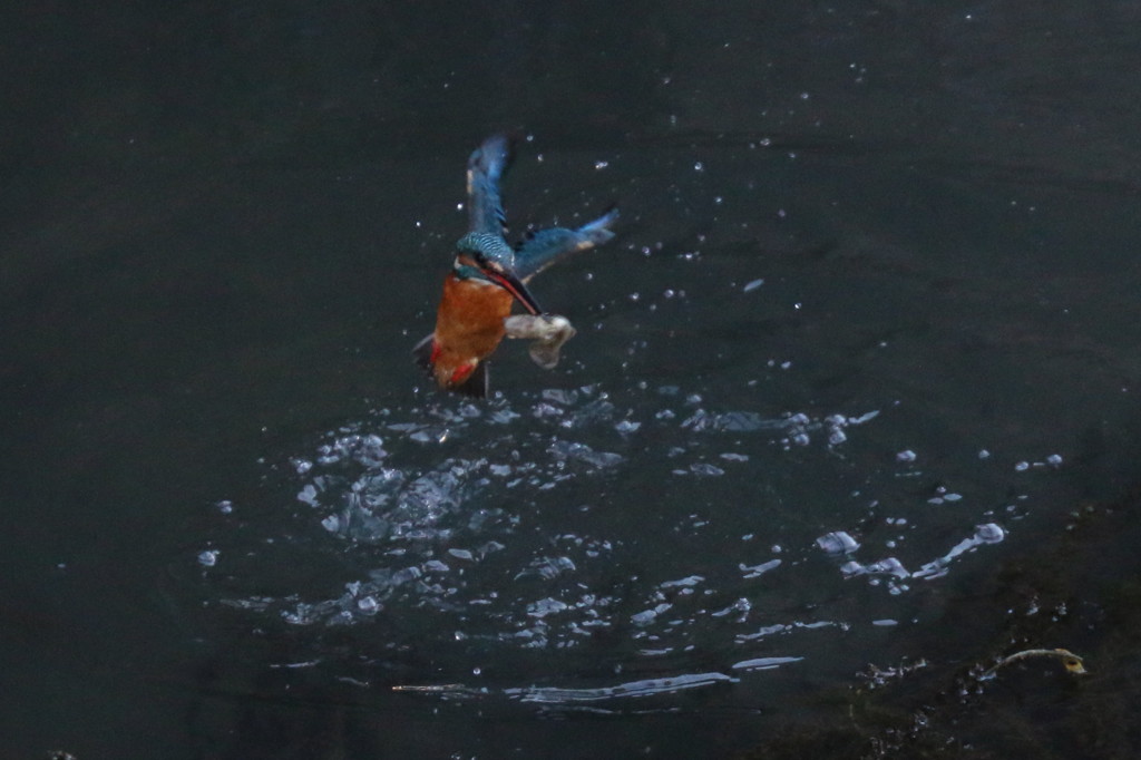 連写その１－２