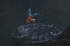 連写その１－２