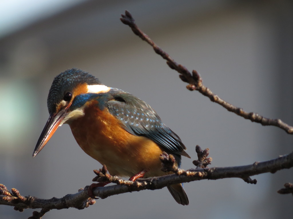 愛しのカワセミちゃん