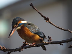 愛しのカワセミちゃん