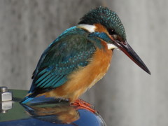 愛しのカワセミちゃん