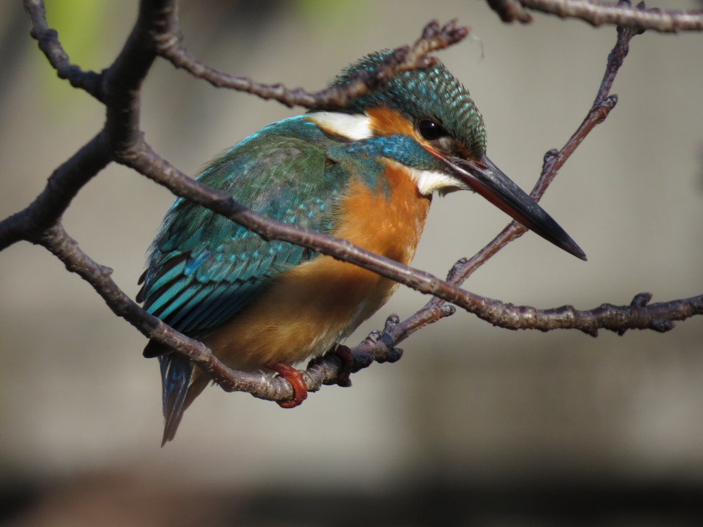 愛しのカワセミちゃん