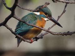 愛しのカワセミちゃん