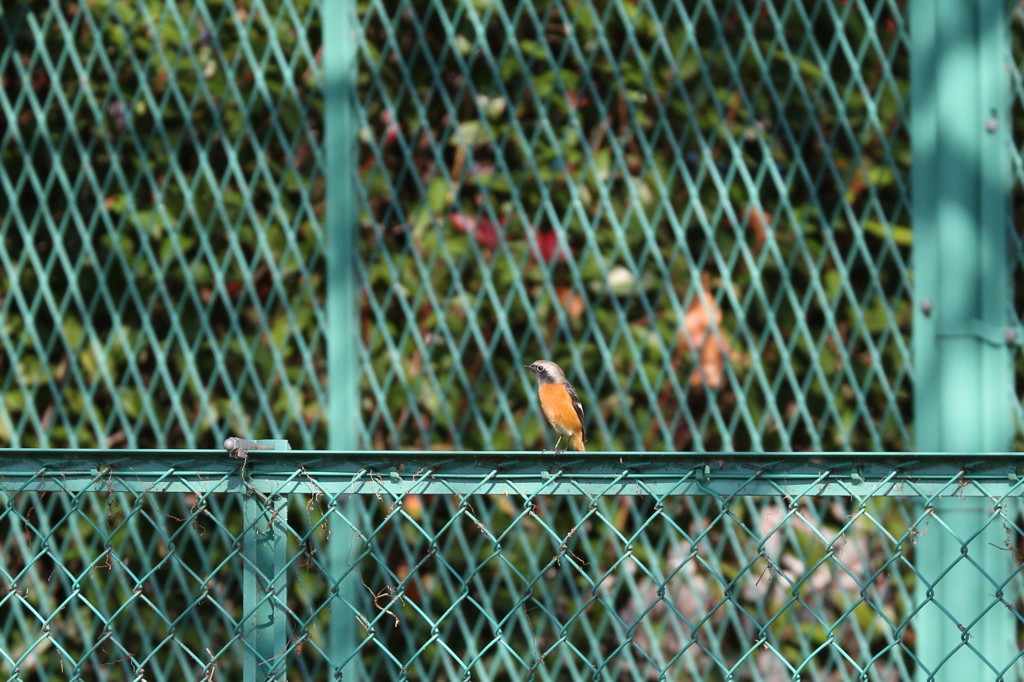 ジョウビタキ君