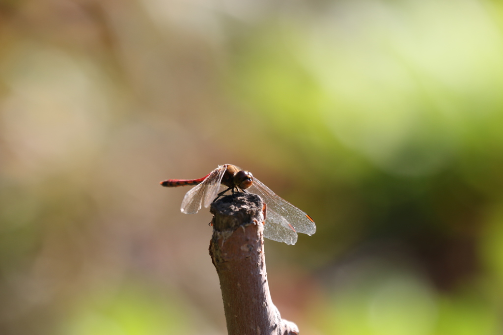 もう会えないと思ってた