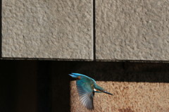 ピントがぁ～～～２