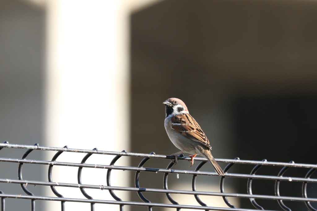 スズメも撮りました