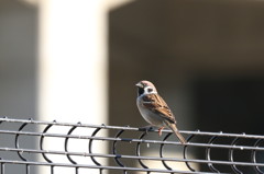 スズメも撮りました