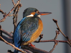 愛しのカワセミちゃん