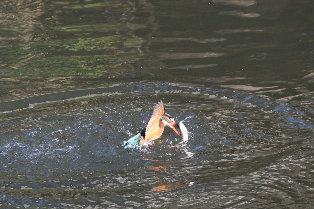 魚を捕えたが・・・