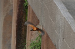 行っちゃった・・・