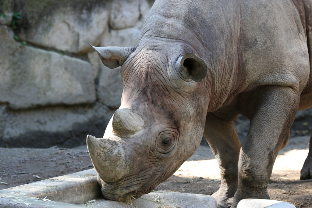 上野動物園にて