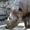上野動物園にて