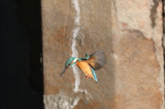 ホバですが・・・