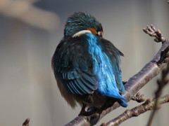 愛しのカワセミちゃん