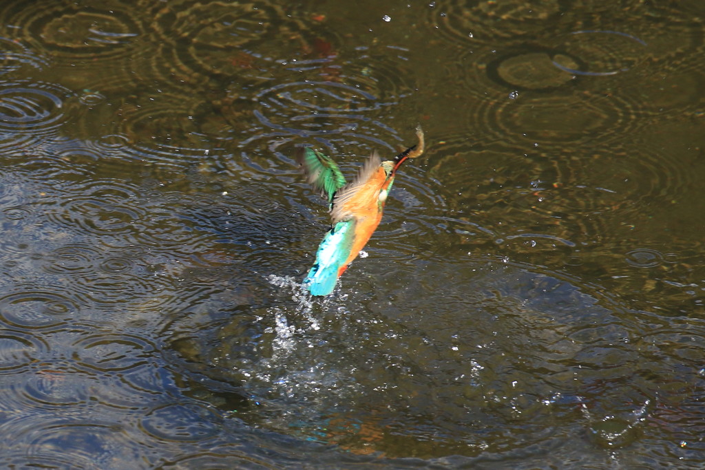 カワセミ1