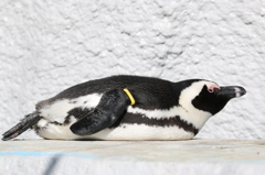 上野動物園にて