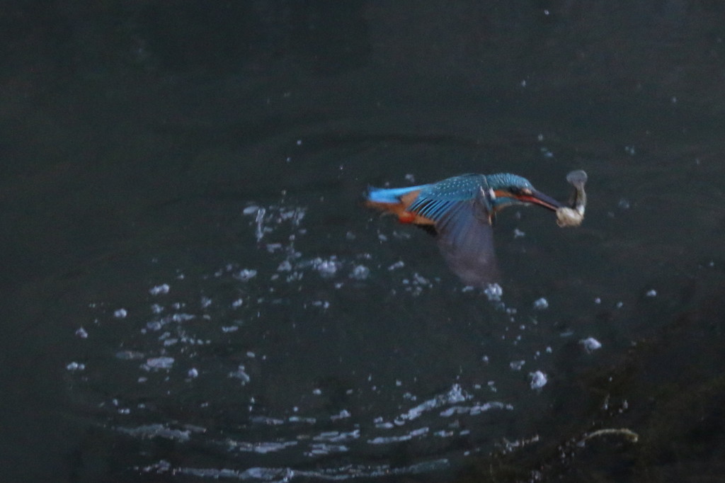 連写その１－３