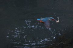 連写その１－３