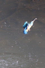 連写その２－３