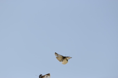 やはり腕が未熟です