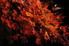 『夜長の華』