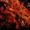 『夜長に咲く華』