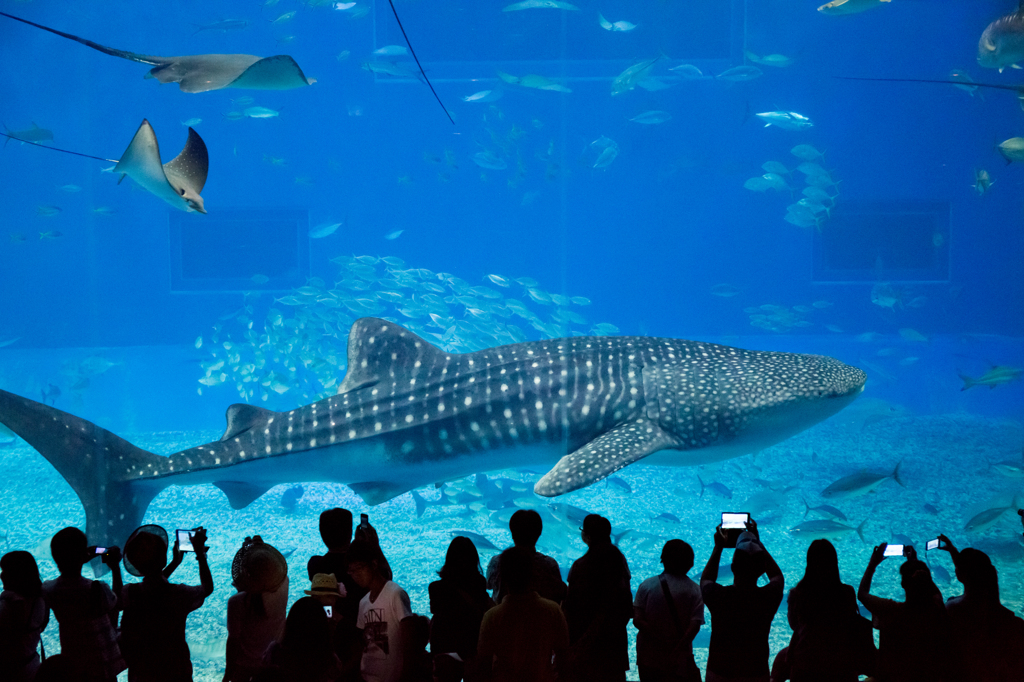 美ら海水族館の人気者