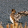 鳥さん