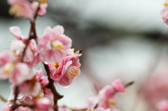 梅の花