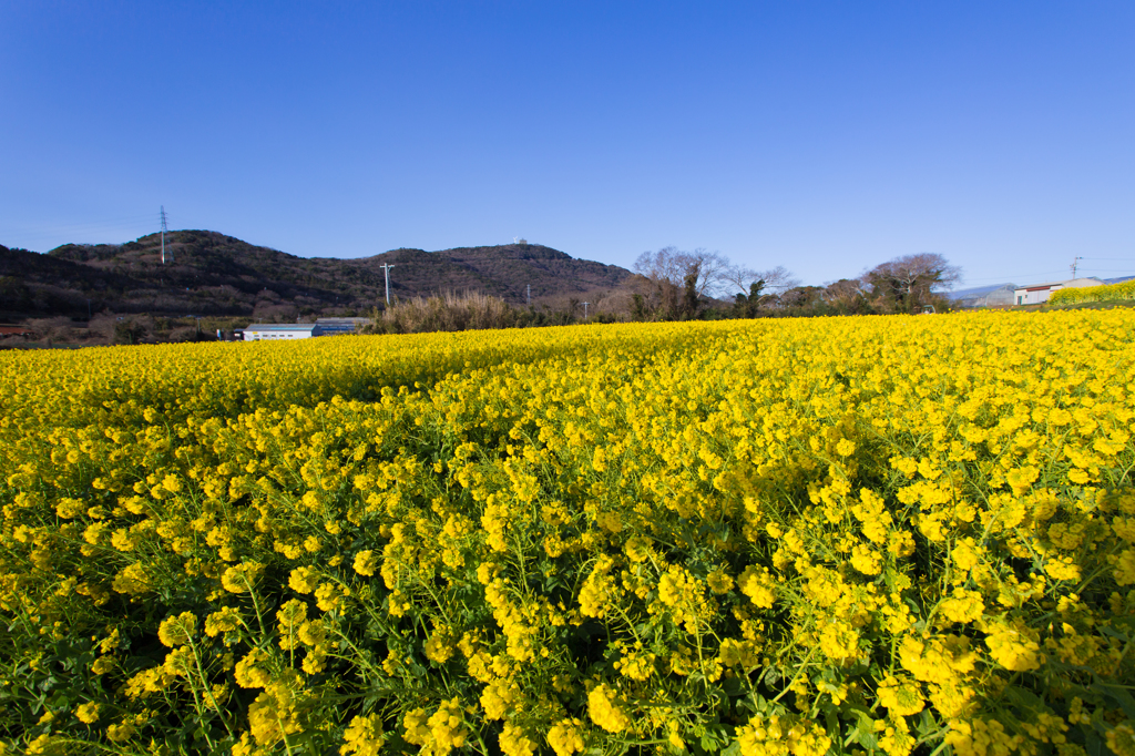 菜の花