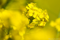菜の花